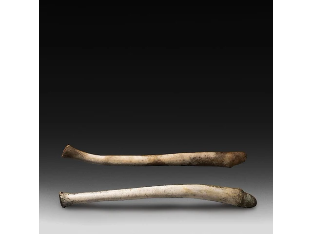 Two inuit oosik hunting clubs made from the penis bone of an arctic walrus (baculum), l 56 - 58 cm - afbeelding 2 van  5