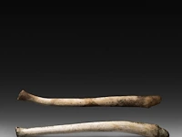 Two inuit oosik hunting clubs made from the penis bone of an arctic walrus (baculum), l 56 - 58 cm - afbeelding 2 van  5