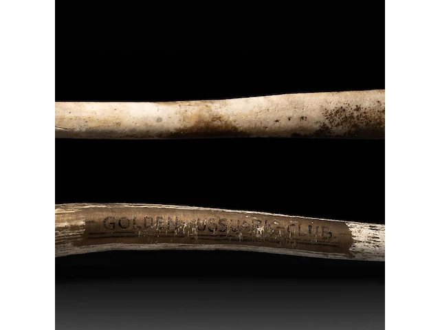 Two inuit oosik hunting clubs made from the penis bone of an arctic walrus (baculum), l 56 - 58 cm - afbeelding 3 van  5