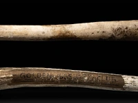 Two inuit oosik hunting clubs made from the penis bone of an arctic walrus (baculum), l 56 - 58 cm - afbeelding 3 van  5
