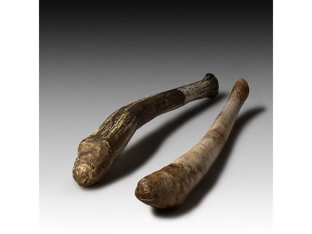 Two inuit oosik hunting clubs made from the penis bone of an arctic walrus (baculum), l 56 - 58 cm - afbeelding 4 van  5