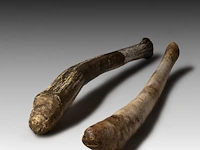 Two inuit oosik hunting clubs made from the penis bone of an arctic walrus (baculum), l 56 - 58 cm - afbeelding 4 van  5