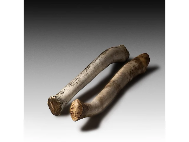 Two inuit oosik hunting clubs made from the penis bone of an arctic walrus (baculum), l 56 - 58 cm - afbeelding 5 van  5