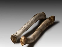 Two inuit oosik hunting clubs made from the penis bone of an arctic walrus (baculum), l 56 - 58 cm - afbeelding 5 van  5