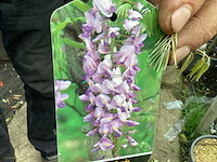 Vaste plant - wisteria (x8 - afbeelding 1 van  3