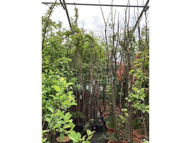 Vaste plant - wisteria (x8 - afbeelding 2 van  3