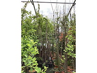 Vaste plant - wisteria (x8 - afbeelding 2 van  3