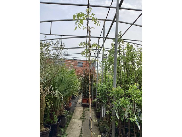 Vaste plant - wisteria (x8 - afbeelding 2 van  3