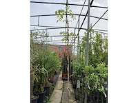 Vaste plant - wisteria (x8 - afbeelding 2 van  3