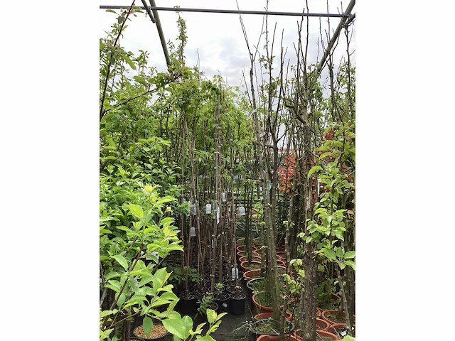 Vaste plant - wisteria (x8 - afbeelding 2 van  3