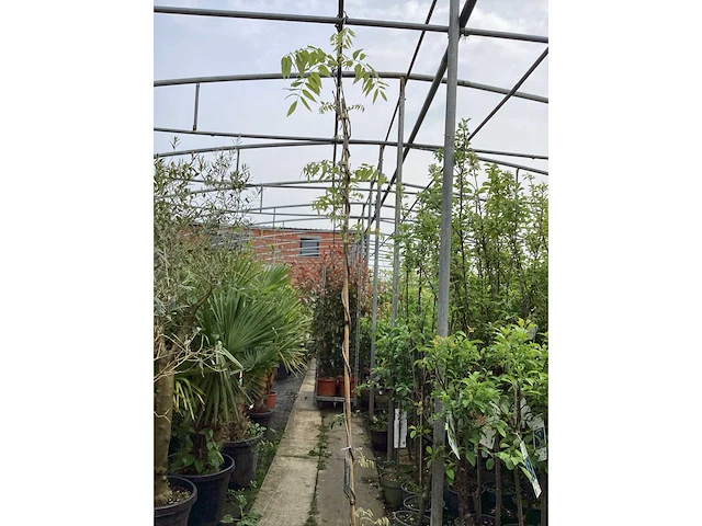Vaste plant - wisteria (x8 - afbeelding 3 van  3