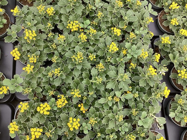 Vaste planten - 60 ajanya , 60 mecardonia - afbeelding 2 van  2