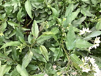 Vaste planten - 60 ajanya , 60jasmijn wit - afbeelding 1 van  1