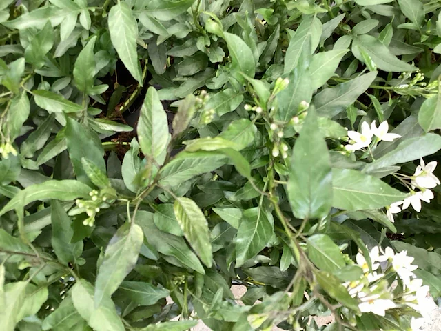 Vaste planten - 60 ajanya , 60jasmijn wit - afbeelding 1 van  1
