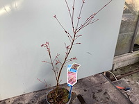 Vaste planten - acers (x25) - afbeelding 2 van  3