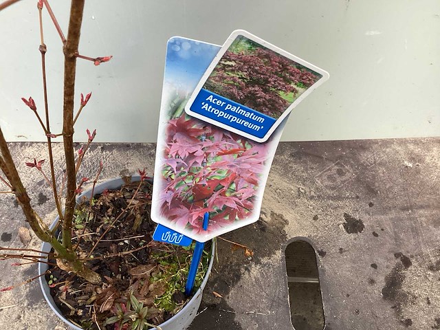Vaste planten - acers (x25) - afbeelding 1 van  2
