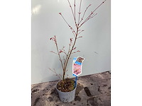 Vaste planten - acers (x25) - afbeelding 2 van  2