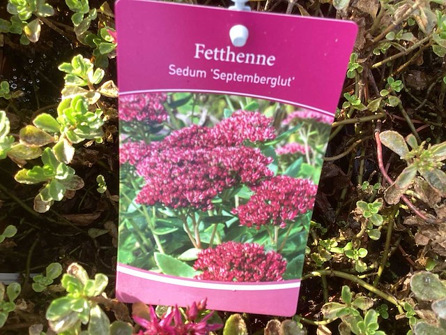 Vaste planten - arenaria (x20), sedum roos(40), sedum geel (40) - afbeelding 4 van  4