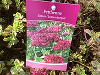 Vaste planten - arenaria (x20), sedum roos(40), sedum geel (40) - afbeelding 4 van  4