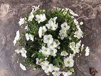 Vaste planten - arenaria (x20), sedum roos(40), sedum geel (40) - afbeelding 1 van  3