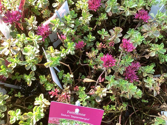 Vaste planten - arenaria (x20), sedum roos(40), sedum geel (40) - afbeelding 1 van  4