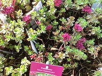 Vaste planten - arenaria (x20), sedum roos(40), sedum geel (40) - afbeelding 1 van  4