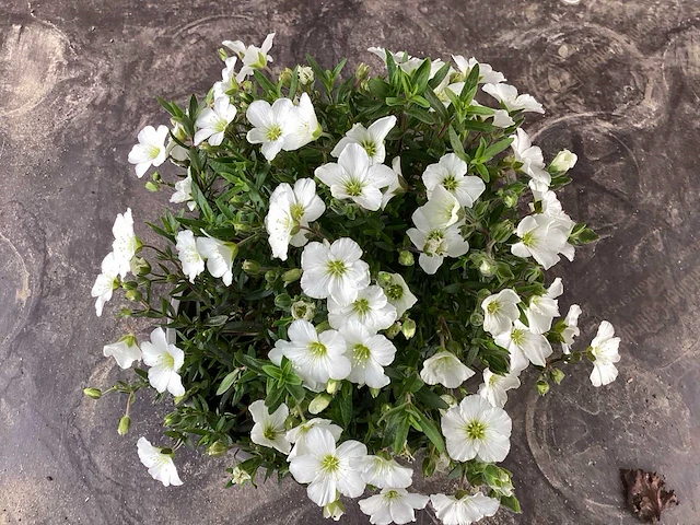 Vaste planten - arenaria (x20), sedum roos(40), sedum geel (40) - afbeelding 1 van  4
