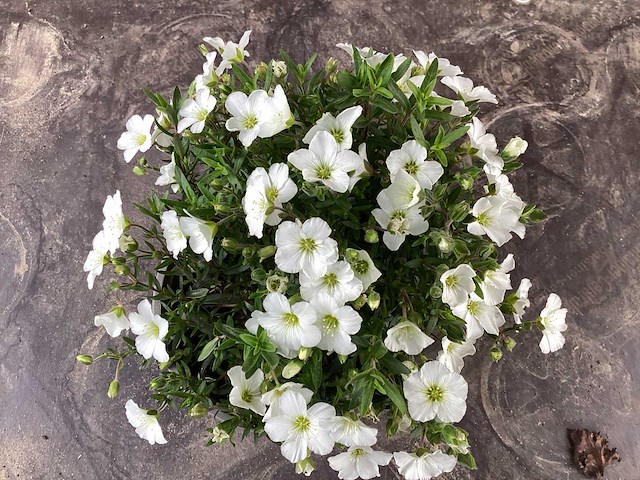 Vaste planten - arenaria (x40), sedum roos(40), sedum geel (40) - afbeelding 1 van  4