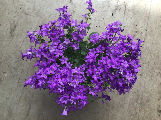 Vaste planten - campanulla (x40) - afbeelding 1 van  1