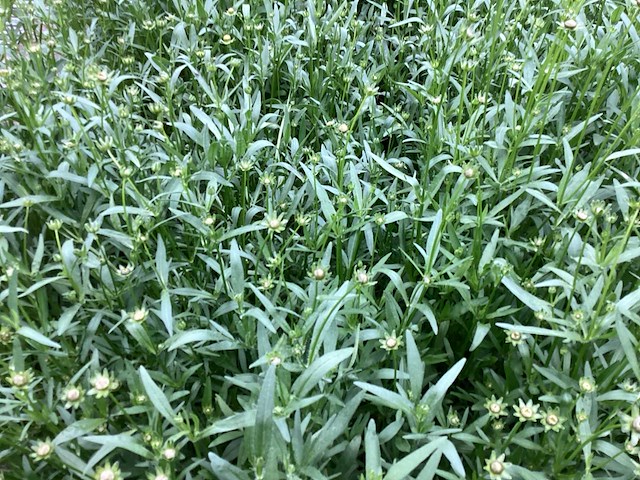 Vaste planten - coreopsis (x100) - afbeelding 1 van  3
