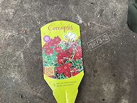 Vaste planten - coreopsis (x100) - afbeelding 3 van  3