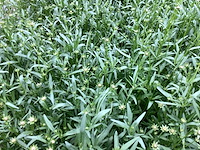 Vaste planten - coreopsis (x100) - afbeelding 1 van  3