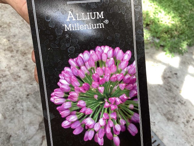 Vaste planten - crocos (10), allium (10) - afbeelding 3 van  4