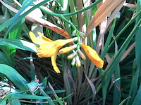 Vaste planten - crocos (20) - afbeelding 1 van  2