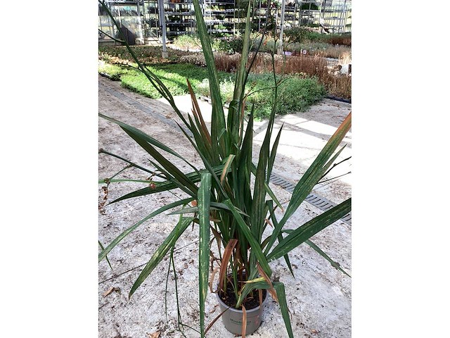 Vaste planten - crocos (20) - afbeelding 2 van  6