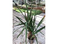 Vaste planten - crocos (20) - afbeelding 2 van  6