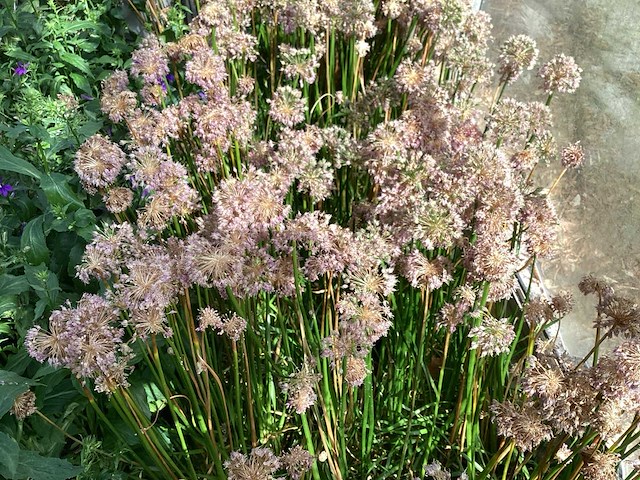 Vaste planten - crocos (20) - afbeelding 5 van  6