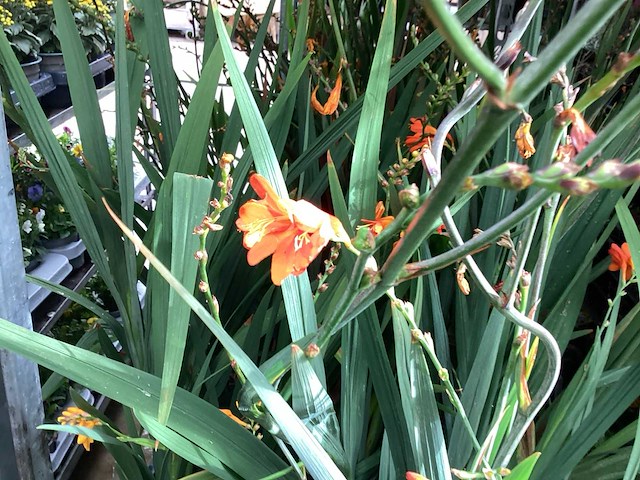 Vaste planten - crocos (20) - afbeelding 4 van  6