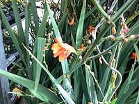 Vaste planten - crocos (20) - afbeelding 4 van  6