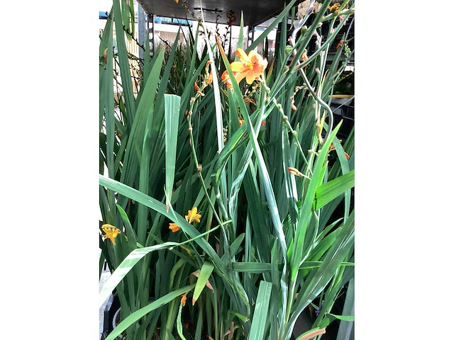 Vaste planten - crocos (20) - afbeelding 6 van  6