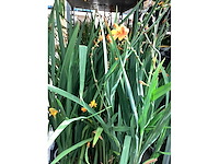 Vaste planten - crocos (20) - afbeelding 6 van  6