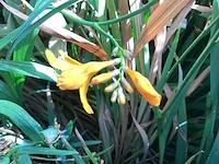 Vaste planten - crocos (20)