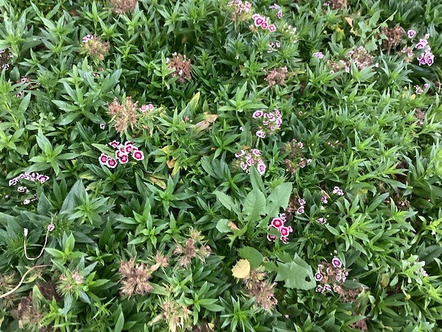 Vaste planten - dianthus barbatus (100) - afbeelding 2 van  2