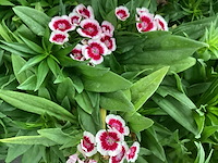 Vaste planten - dianthus barbatus (100) - afbeelding 1 van  2