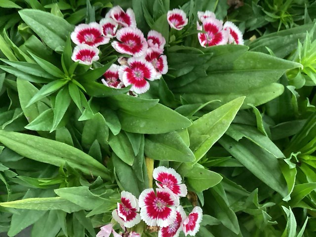 Vaste planten - dianthus barbatus (100) - afbeelding 1 van  2