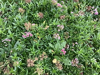 Vaste planten - dianthus barbatus (100) - afbeelding 2 van  2