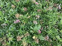 Vaste planten - dianthus barbatus (60) - afbeelding 2 van  2