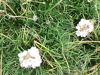 Vaste planten - engels gras (x100) - afbeelding 1 van  2