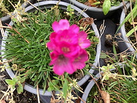 Vaste planten - engels gras (x100) - afbeelding 2 van  2