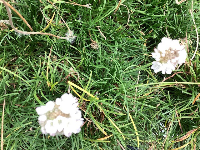 Vaste planten - engels gras (x100) - afbeelding 1 van  2